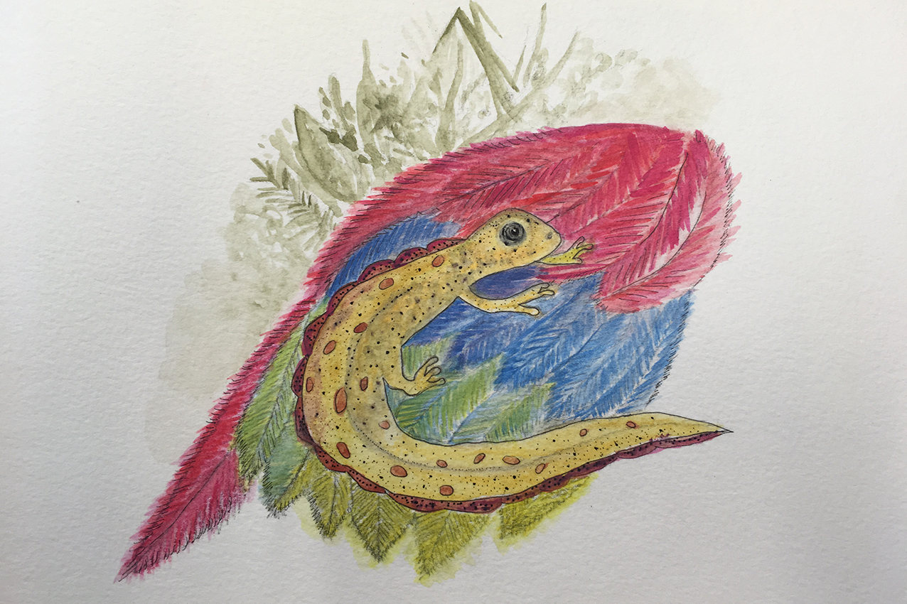 Newt Character Illustration on Parrot Feathers