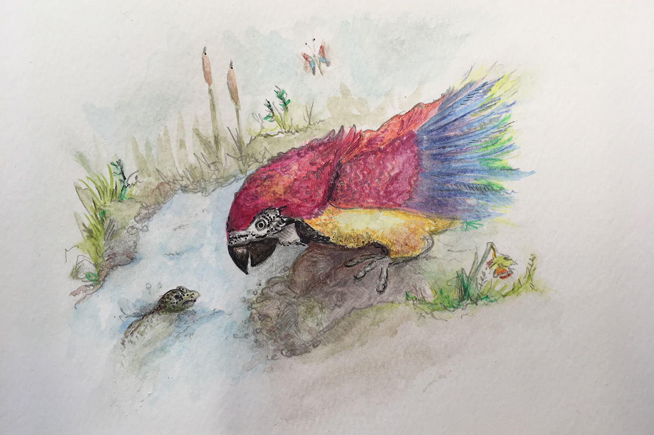 Parrot Character Illustration Speaking To The Newt